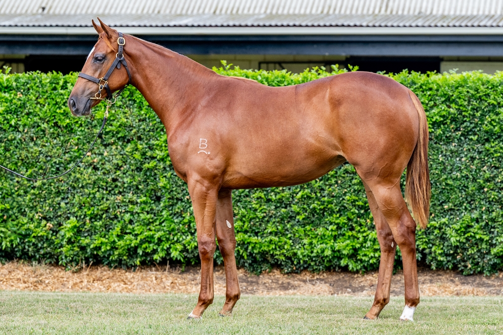 Paulele (AUS) / Ocean Dream (AUS) 2024 Filly - Image 1