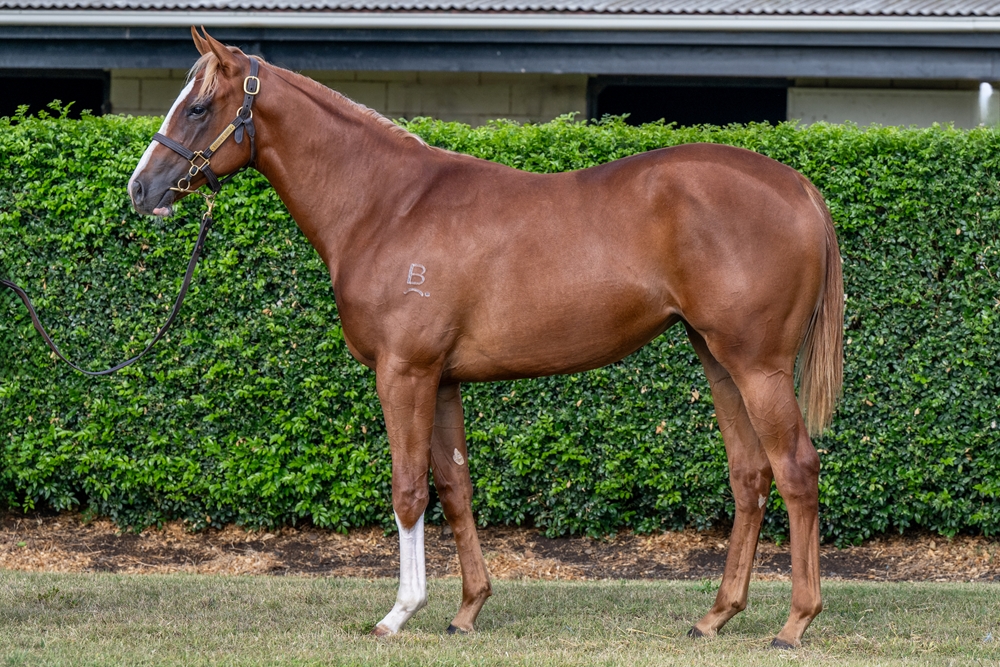 Farnan (AUS) / Roam Free (AUS) 2024 Filly - Image 1