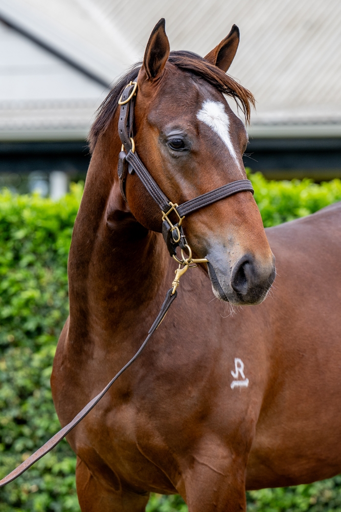 Snitzel (AUS) / Never Listen (AUS) 2024 Colt - Image 2