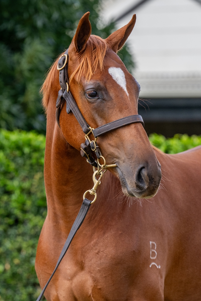 Paulele (AUS) / Ocean Dream (AUS) 2024 Filly - Image 2