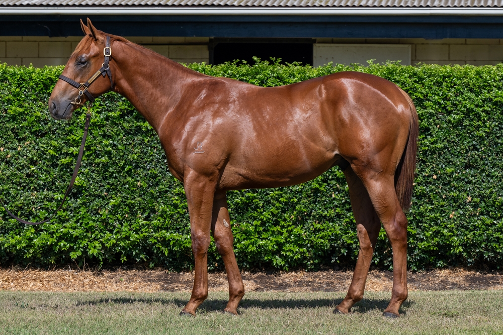 All Too Hard (AUS) / Smoodge (AUS) 2024 Colt - Image 1