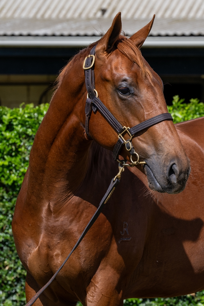 All Too Hard (AUS) / Smoodge (AUS) 2024 Colt - Image 2