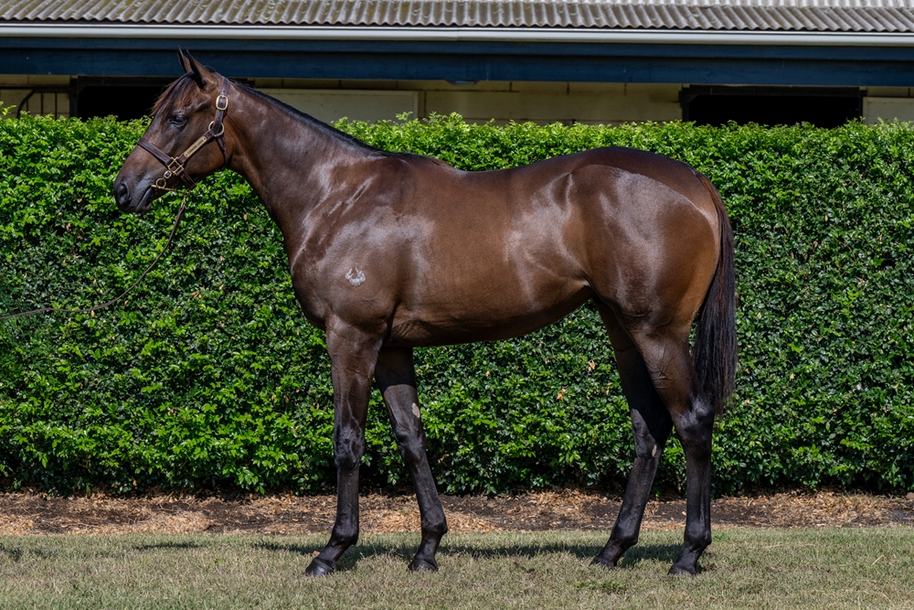 Cool Aza Beel (NZ) / Venom (AUS) 2024 Filly - Image 1