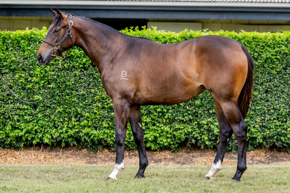 Better Than Ready (AUS) / Lady Melba (NZ) 2024 Filly - Image 1