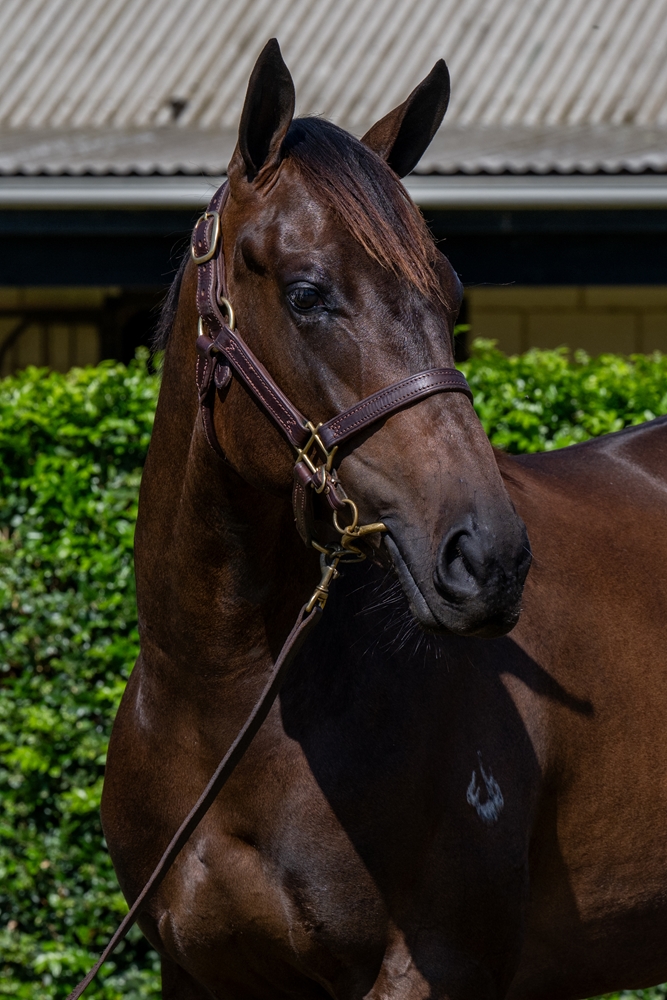 Cool Aza Beel (NZ) / Venom (AUS) 2024 Filly - Image 2