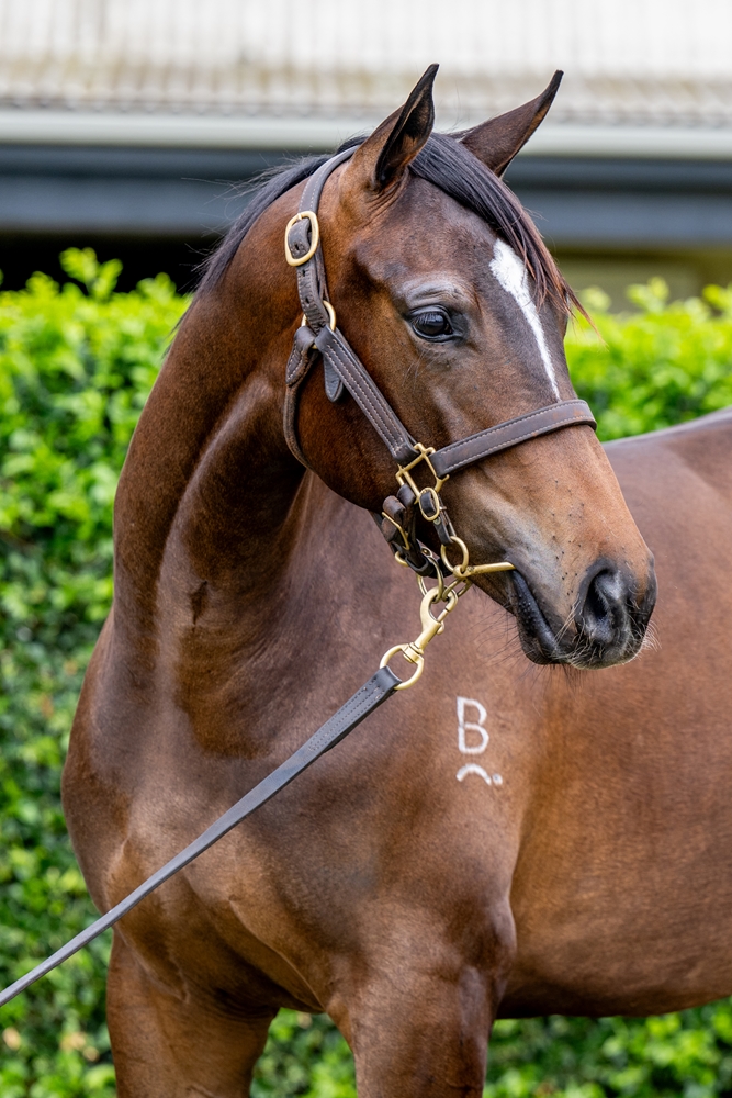 Better Than Ready (AUS) / Lady Melba (NZ) 2024 Filly - Image 2