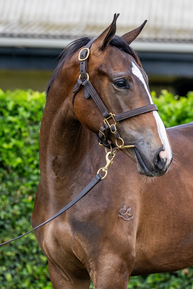 Better Than Ready (AUS) / Reflect the Stars (AUS) 2024 Filly - Image 2