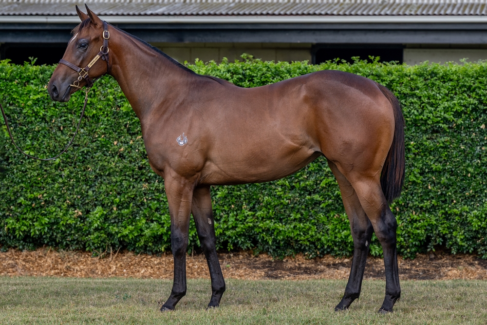 Cool Aza Beel (NZ) / Secret Sauce (AUS) 2024 Filly - Image 1