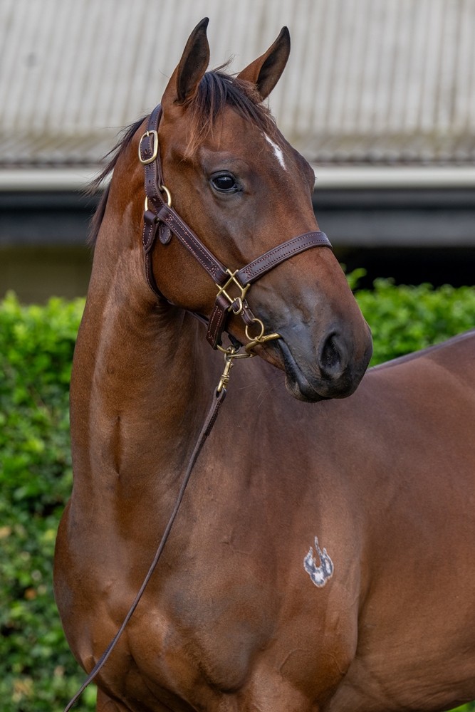 Cool Aza Beel (NZ) / Secret Sauce (AUS) 2024 Filly - Image 2