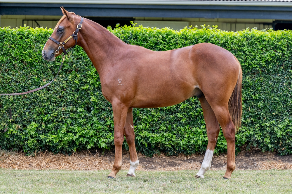 King's Legacy (AUS) / Send a Memo (AUS) 2024 Colt - Image 1