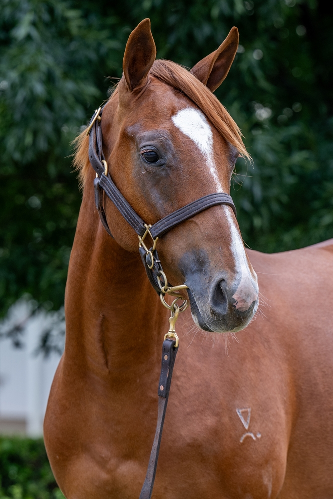 King's Legacy (AUS) / Send a Memo (AUS) 2024 Colt - Image 2