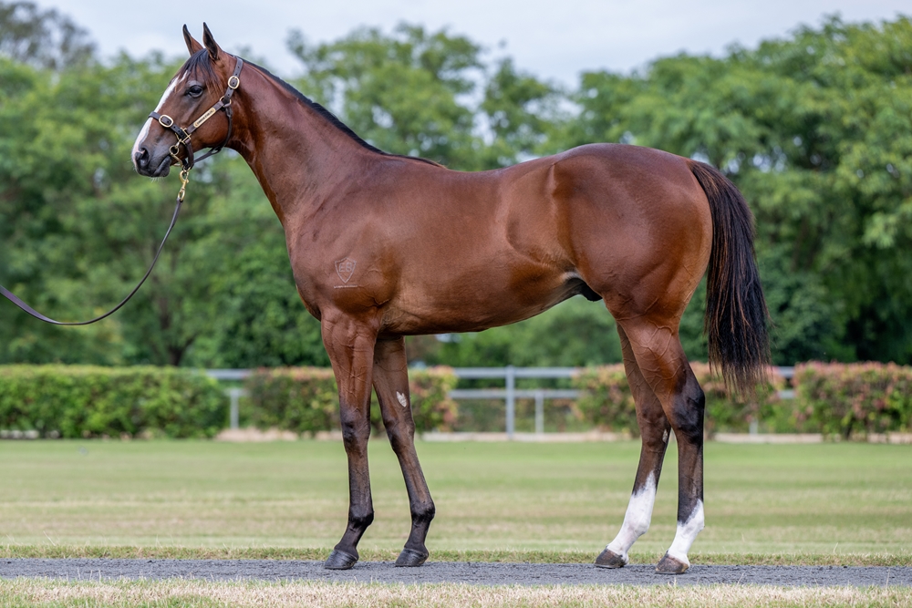 In the Congo (AUS) / Send Me Wild (AUS) 2024 Colt - Image 1