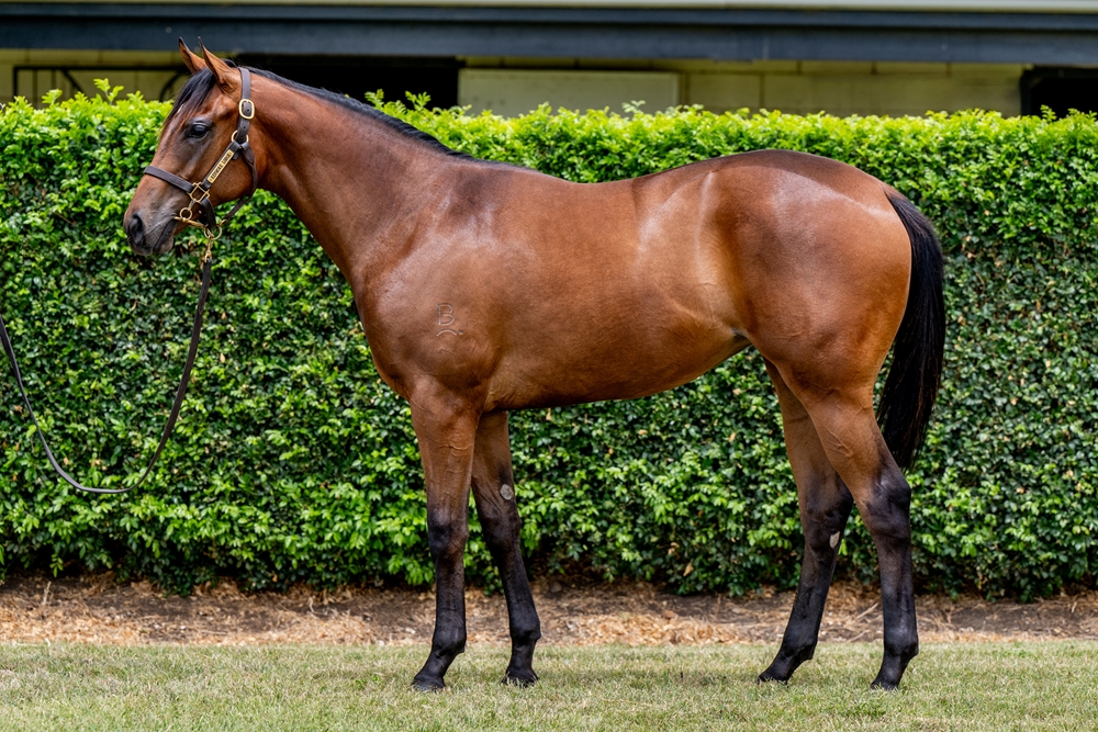 Ole Kirk (AUS) / So Express (AUS) 2024 Filly - Image 1