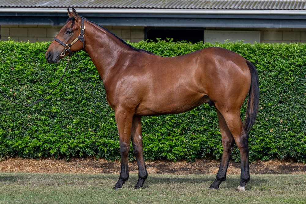 Spirit of Boom (AUS) / Trail of Glory (AUS) 2024 Colt - Image 1