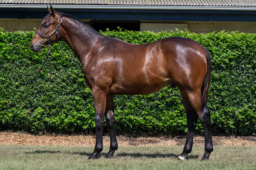 Stronger (AUS) / Whitsunday Dreams (AUS) 2024 Colt - Image 1