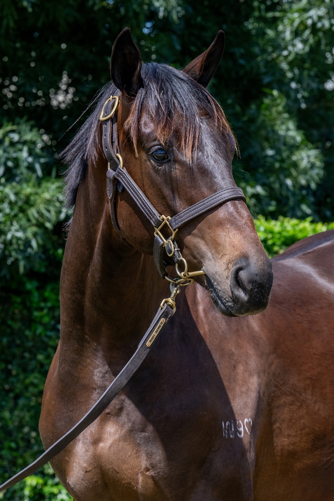 Spirit of Boom (AUS) / Temptress (AUS) 2024 Colt - Image 2
