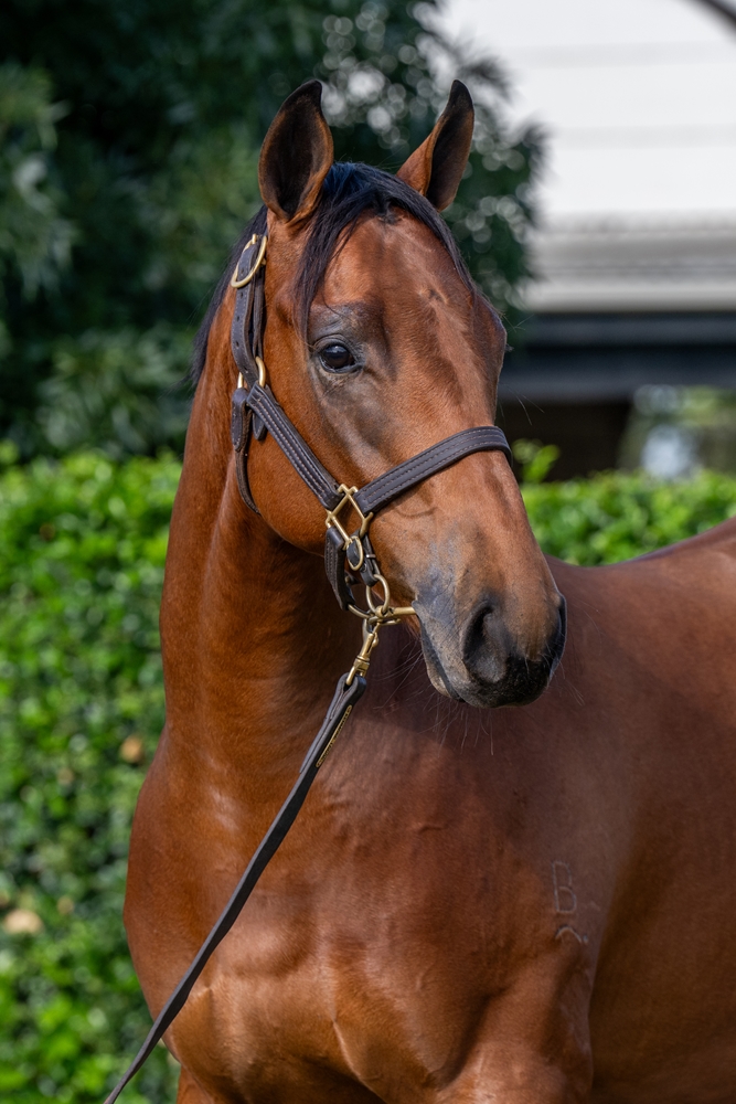 Spirit of Boom (AUS) / Trail of Glory (AUS) 2024 Colt - Image 2