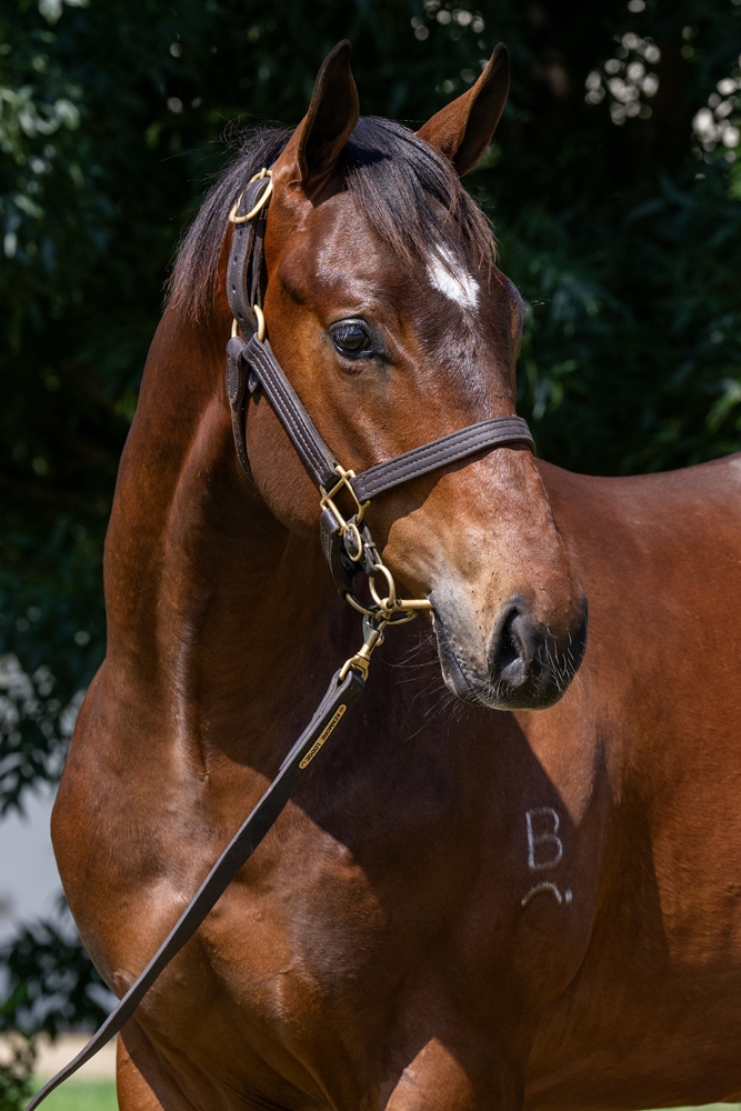 Stronger (AUS) / Whitsunday Dreams (AUS) 2024 Colt - Image 2