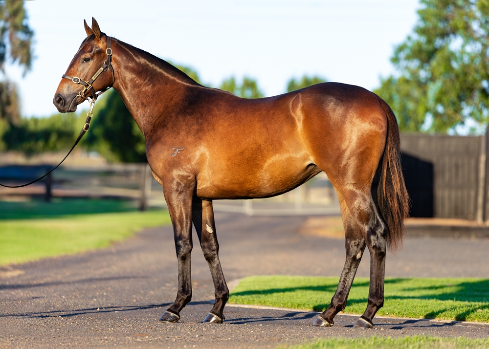 Snitzel (AUS) / Abbey Road (AUS) 2024 Filly - Image 1