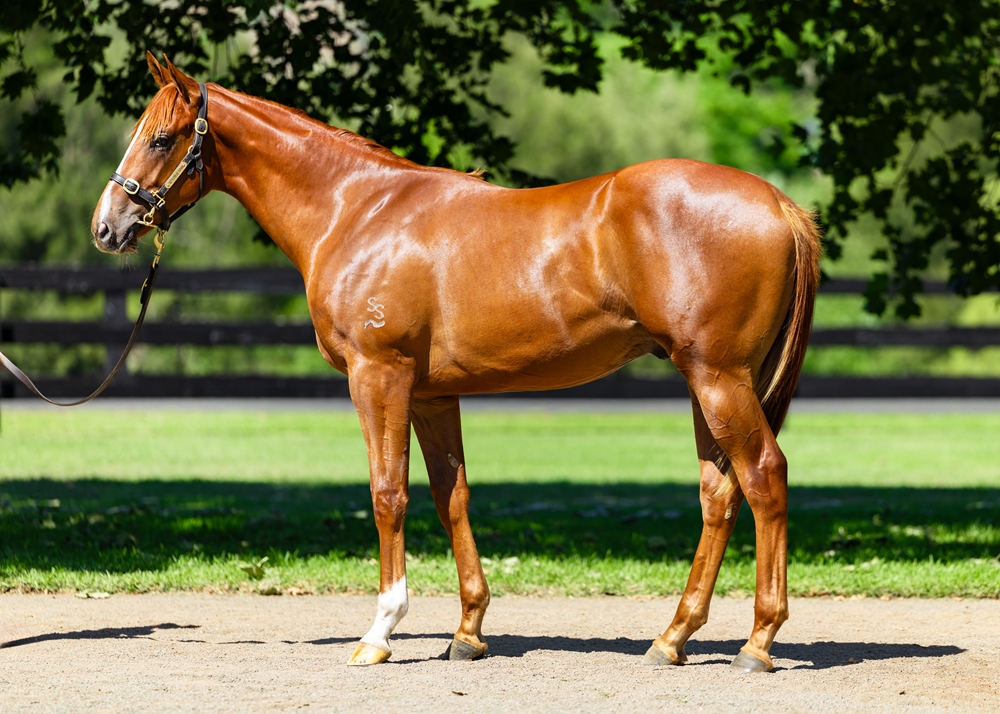Justify (USA) / Abyssinie (IRE) 2024 Colt - Image 1