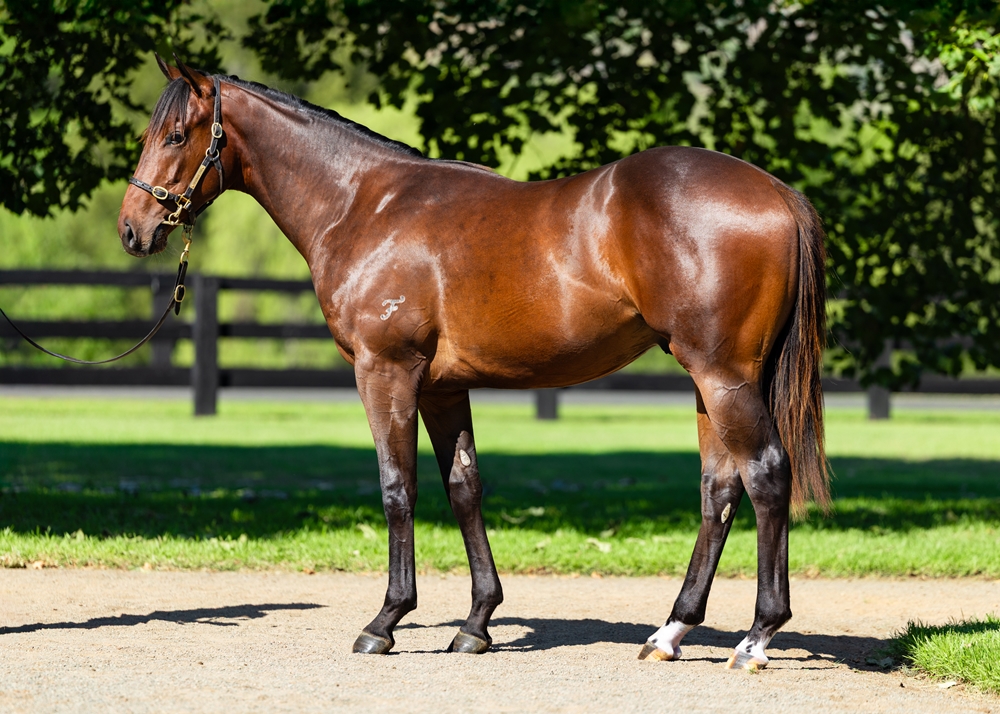 Frankel (GB) / Antibes (AUS) 2024 Colt - Image 1