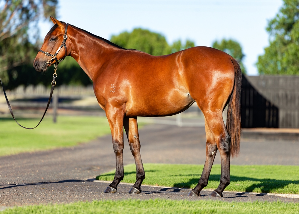 Anamoe (AUS) / Catwalk (AUS) 2024 Filly - Image 1