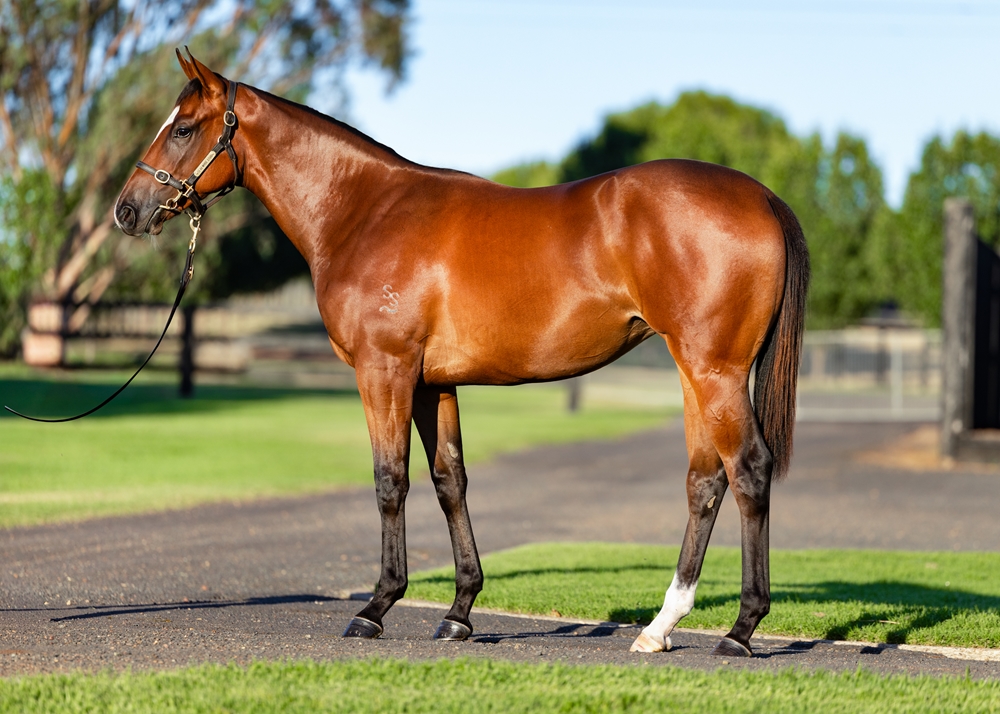 Satono Aladdin (JPN) / Choice (NZ) 2024 Filly - Image 1