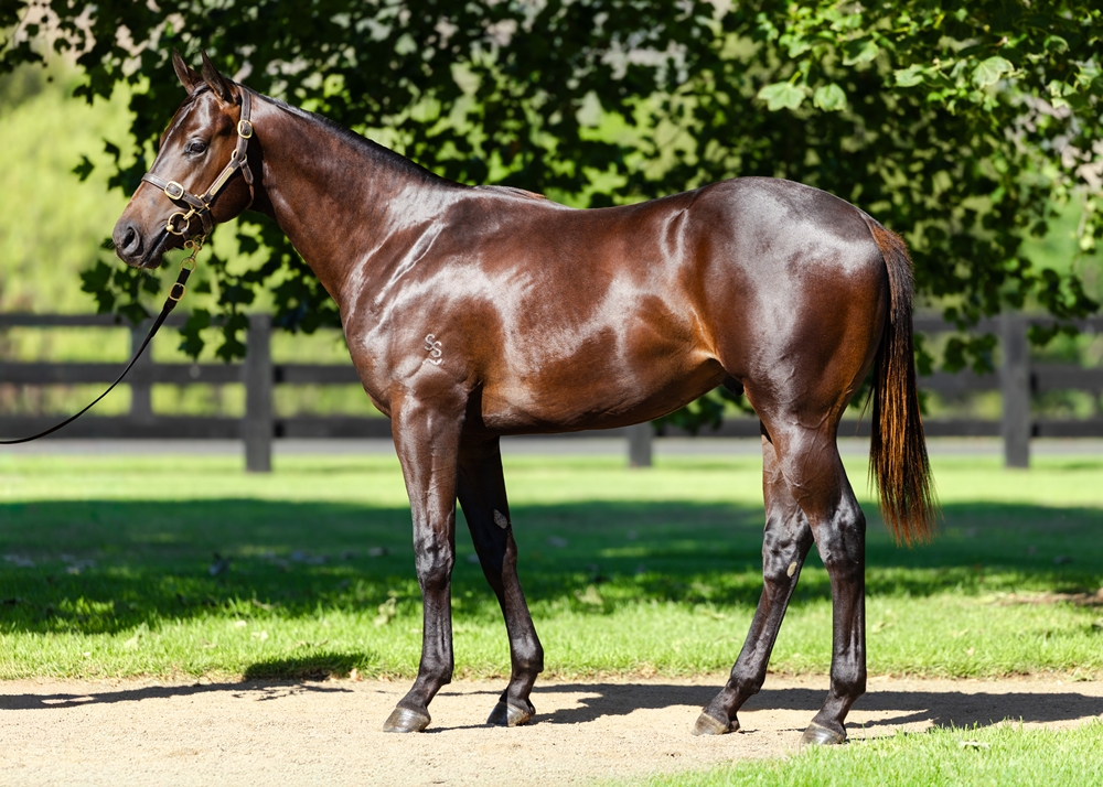 Zoustar (AUS) / Claire Bear (AUS) 2024 Colt - Image 1