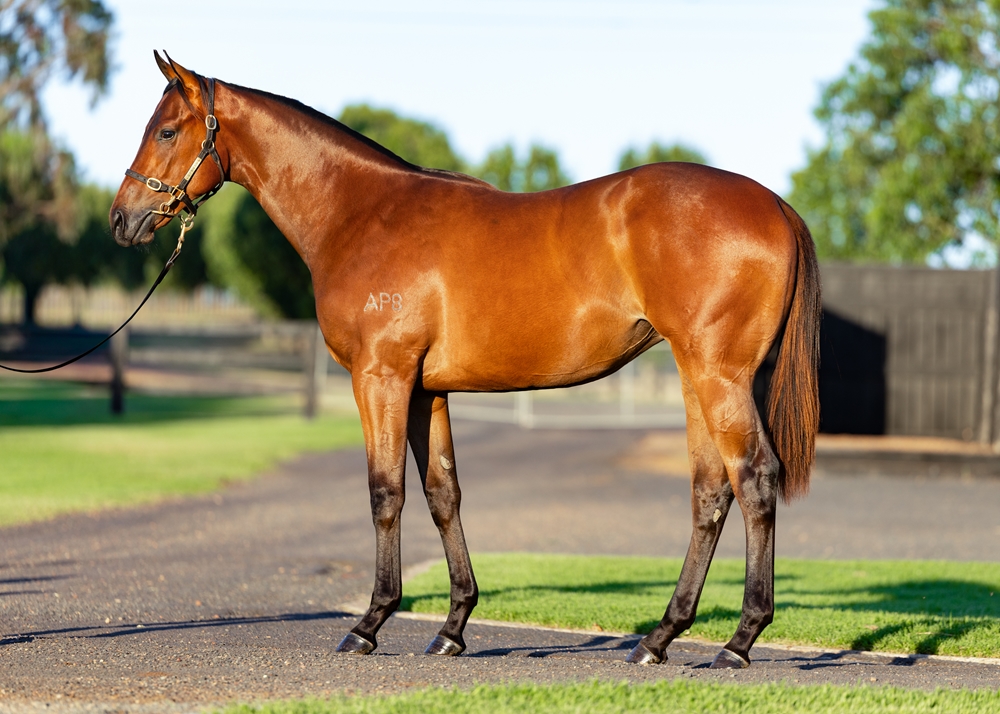 Home Affairs (AUS) / Dance Music (AUS) 2024 Filly - Image 1