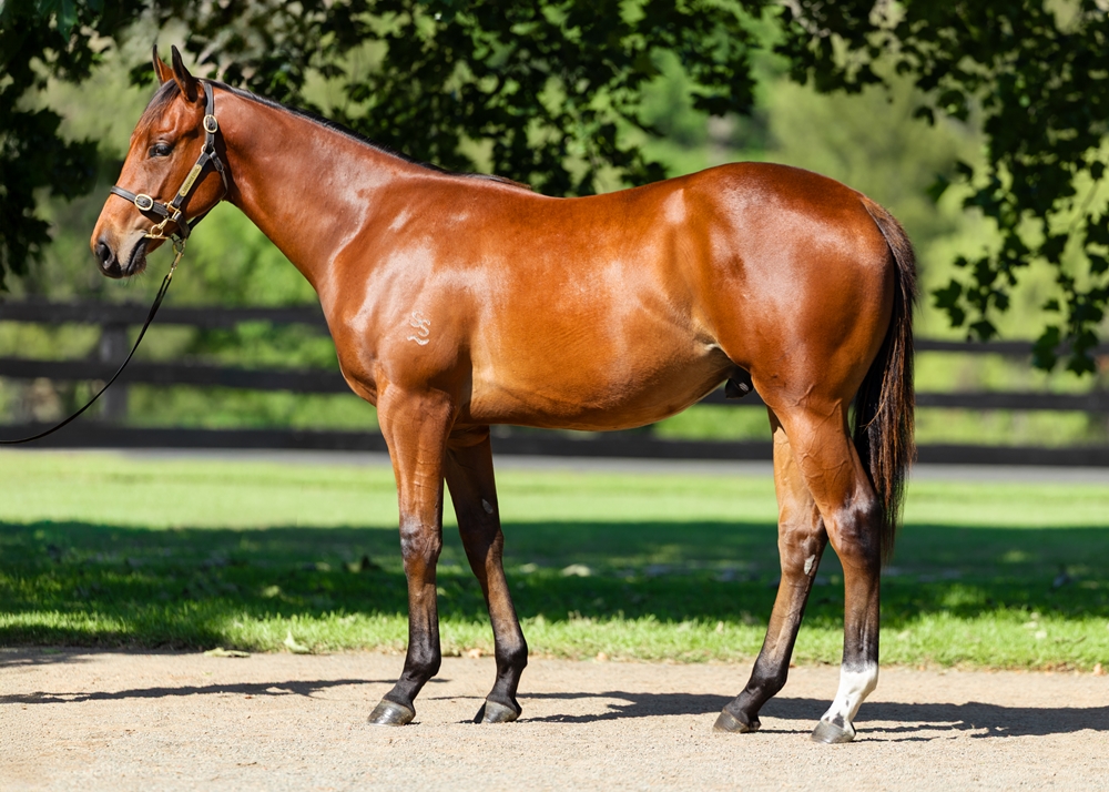 I Am Invincible (AUS) / Eloping (AUS) 2024 Colt - Image 1