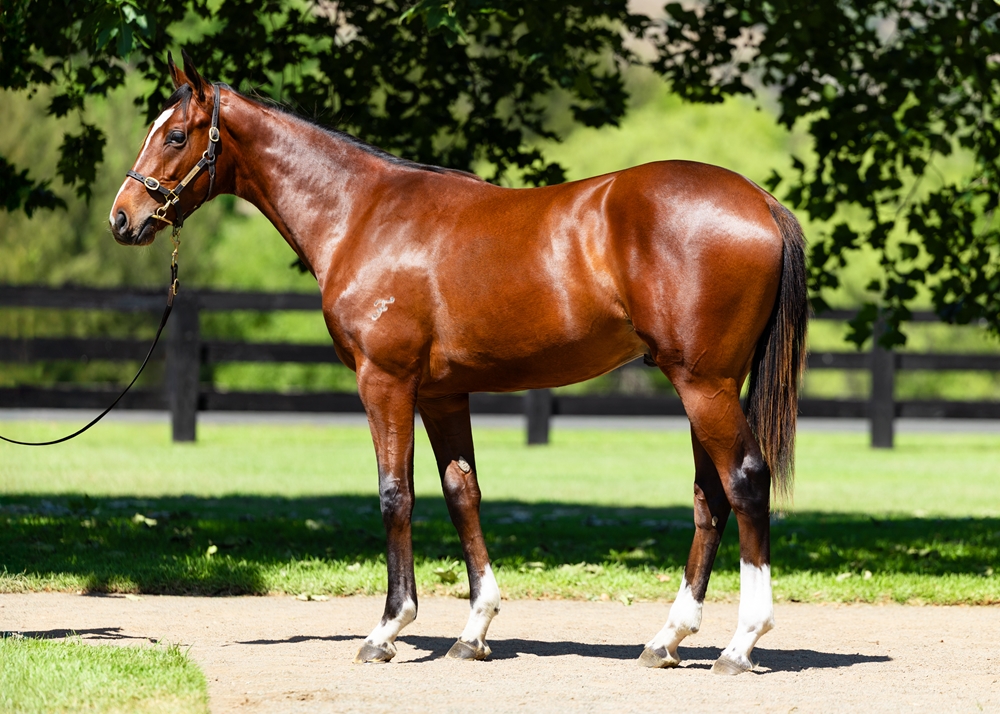 Frankel (GB) / Fireworks (AUS) 2024 Colt - Image 1