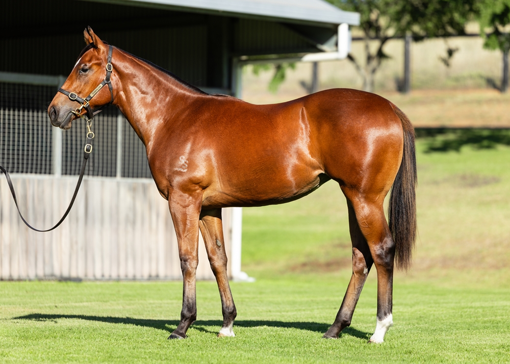Anamoe (AUS) / Goddess (AUS) 2024 Filly - Image 1
