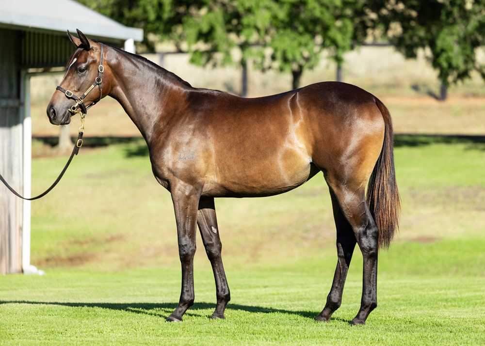 Snitzel (AUS) / Hiyaam (NZ) 2024 Filly - Image 1