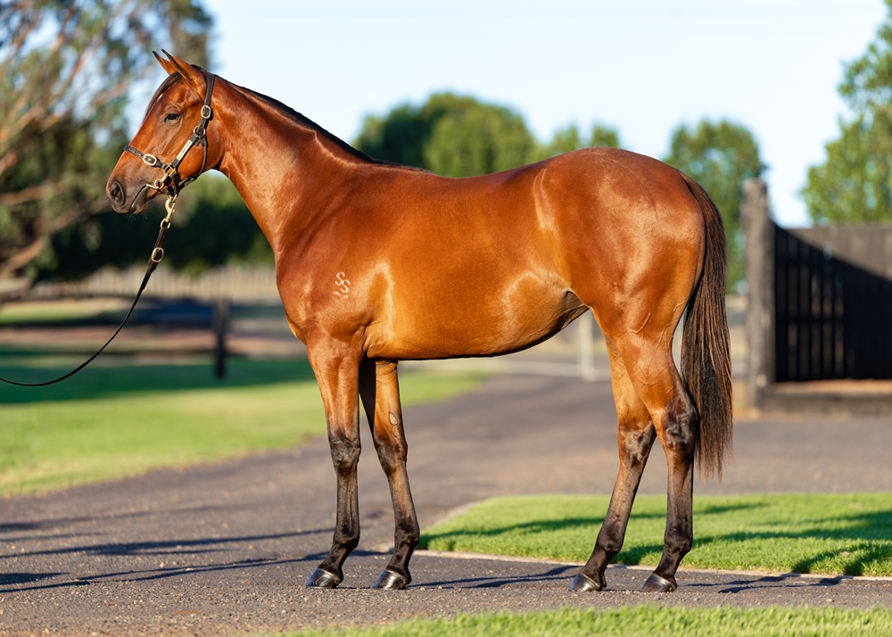 Anamoe (AUS) / Jolie Bay (AUS) 2024 Filly - Image 1