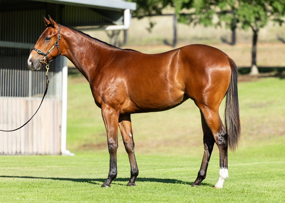 Spirit of Boom (AUS) / Jolina (USA) 2024 Filly - Image 1