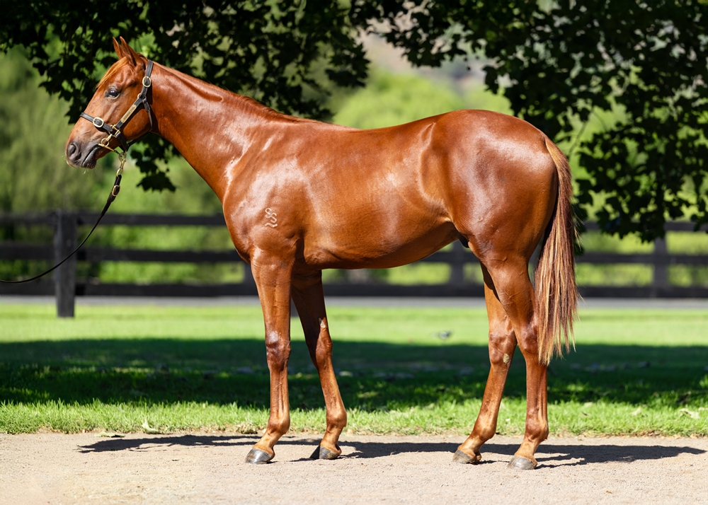 Stay Inside (AUS) / Kahlo (AUS) 2024 Colt - Image 1