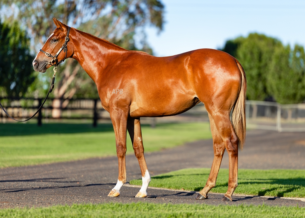 Pinatubo (IRE) / Longduan (AUS) 2024 Filly - Image 1