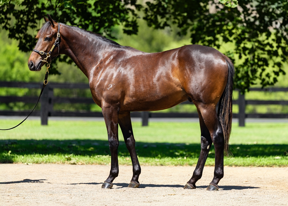 No Nay Never (USA) / Love Takes Time (IRE) 2024 Colt - Image 1