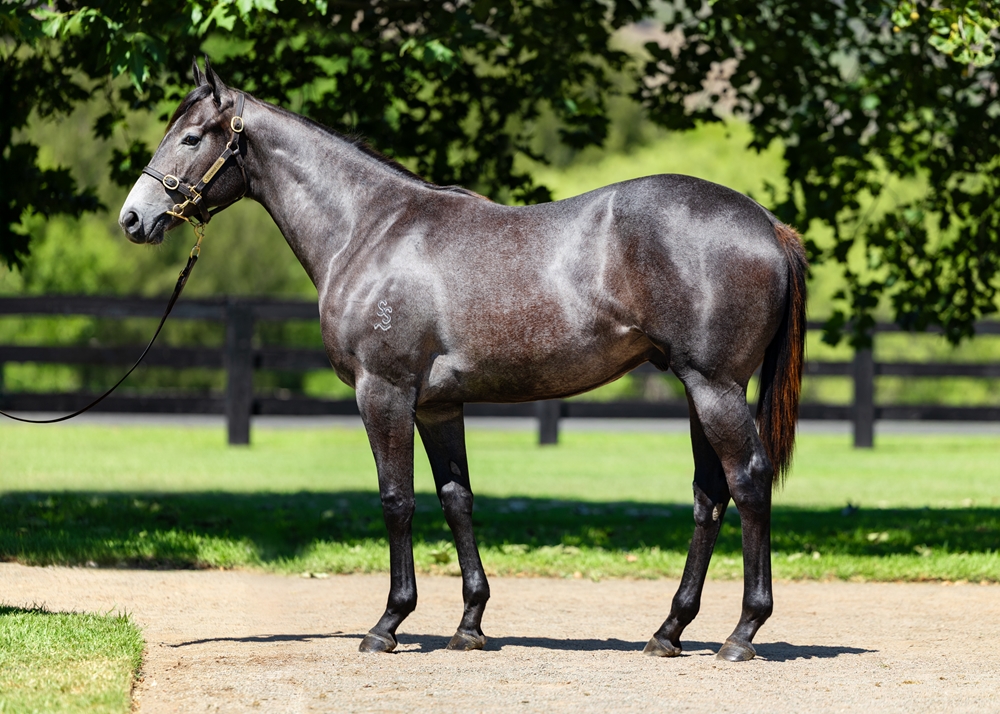 Wootton Bassett (GB) / Lucicello (AUS) 2024 Colt - Image 1