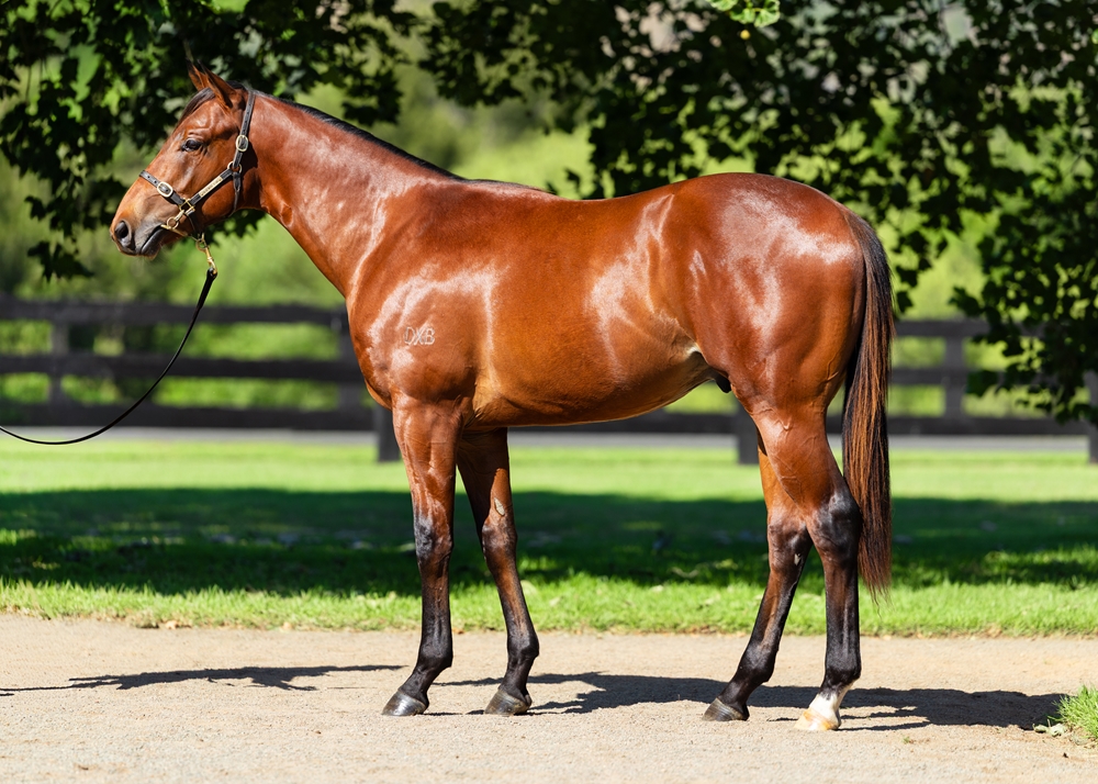 Anamoe (AUS) / Pretty Fast (AUS) 2024 Colt - Image 1