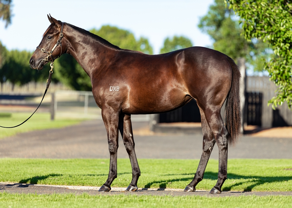 Too Darn Hot (GB) / Roobeena (AUS) 2024 Filly - Image 1