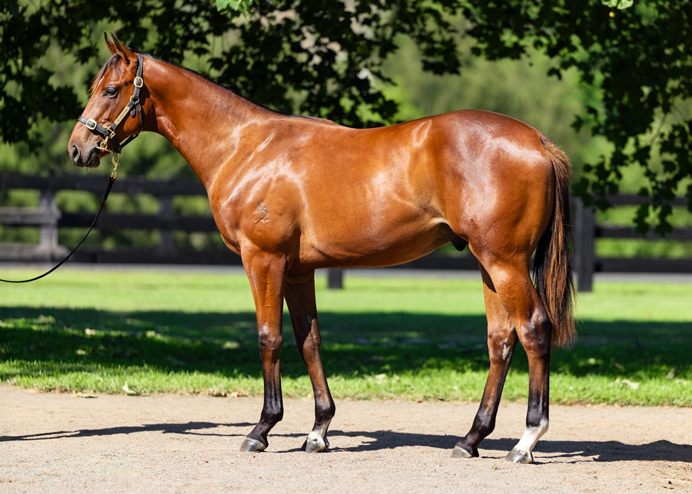Home Affairs (AUS) / Sassy 'n' Smart (AUS) 2024 Colt - Image 1
