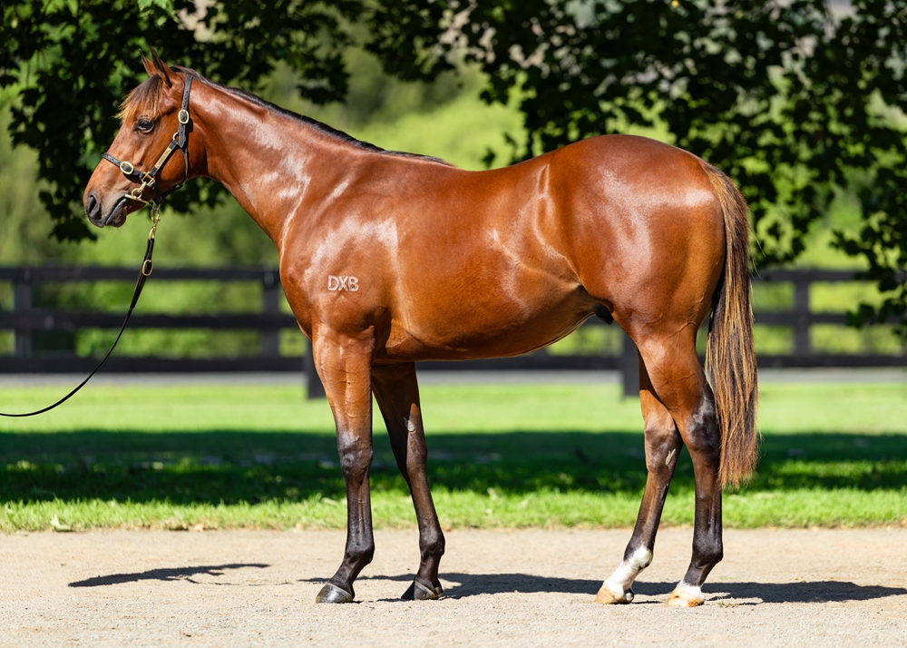 Anamoe (AUS) / Tessneem (AUS) 2024 Colt - Image 1