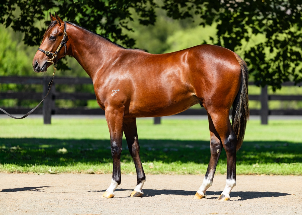 Proisir (AUS) / Trieste (AUS) 2024 Colt - Image 1