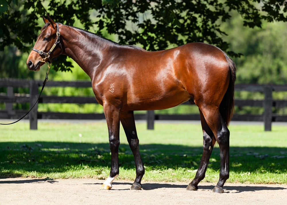 Hellbent (AUS) / Whatalovelyday (AUS) 2024 Colt - Image 1
