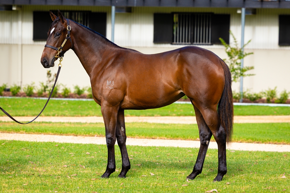 I Am Invincible (AUS) / Key (AUS) 2024 Filly - Image 1