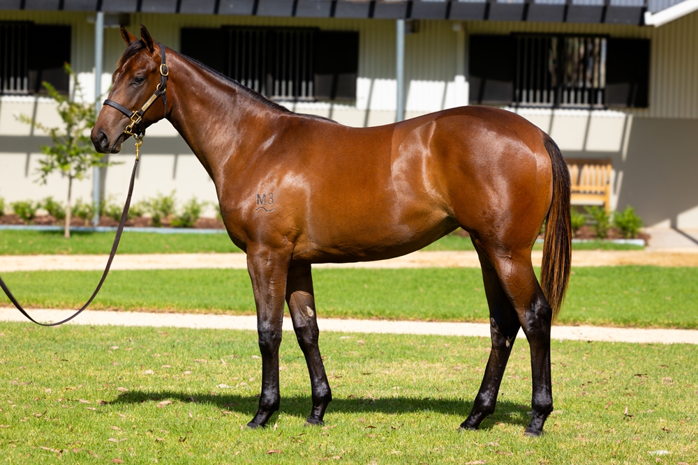Farnan (AUS) / Ducale (AUS) 2024 Filly - Image 1