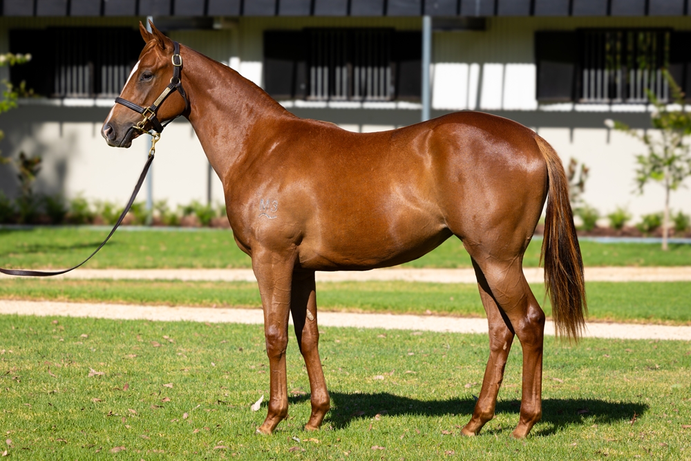 Snitzel (AUS) / Jennifer Lynnette (CAN) 2024 Filly - Image 1