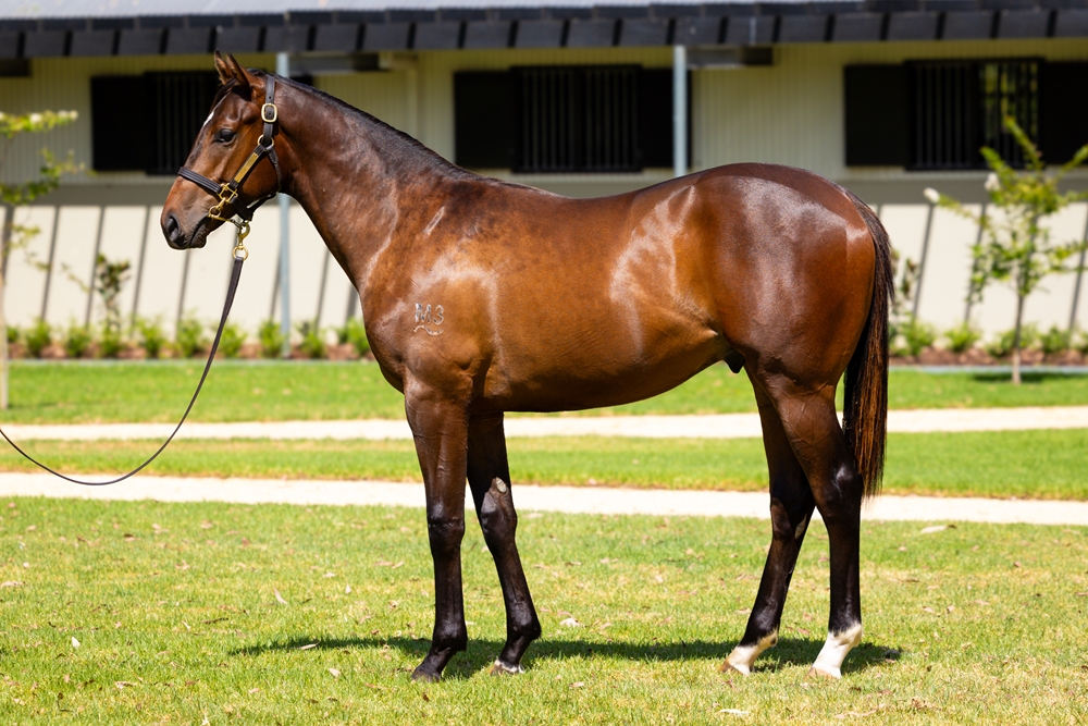 Farnan (AUS) / Huboor (IRE) 2024 Colt - Image 1