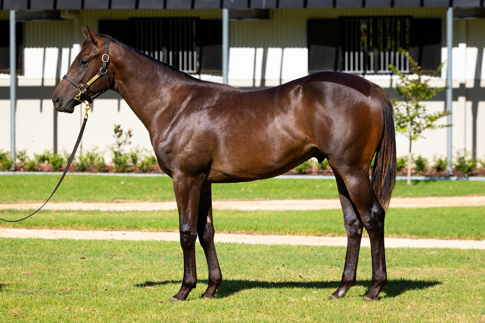 Zoustar (AUS) / Lovani (AUS) 2024 Colt - Image 1